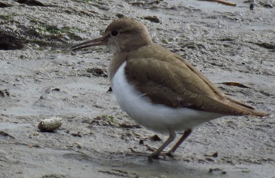 イソシギ②torim_200319_東京港野鳥公園