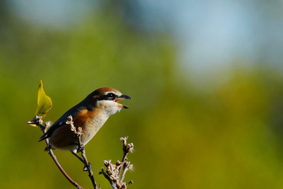 モズ_241130_東京港野鳥公園_東淡水池_公財日本野鳥の会_レンジャー青木撮影