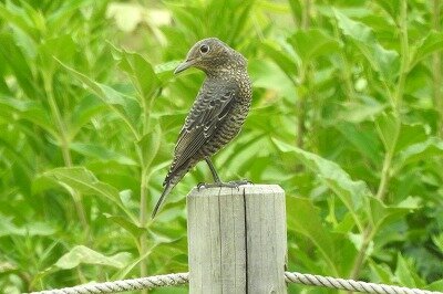 2025年8月7日の野鳥公園 : 東京港野鳥公園 レンジャーブログ