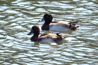 キンクロハジロ_190927_潮入りの池