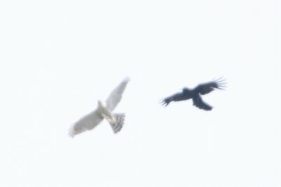 オオタカ_230620_東京港野鳥公園_恩田幸昌_MG_2684_trim