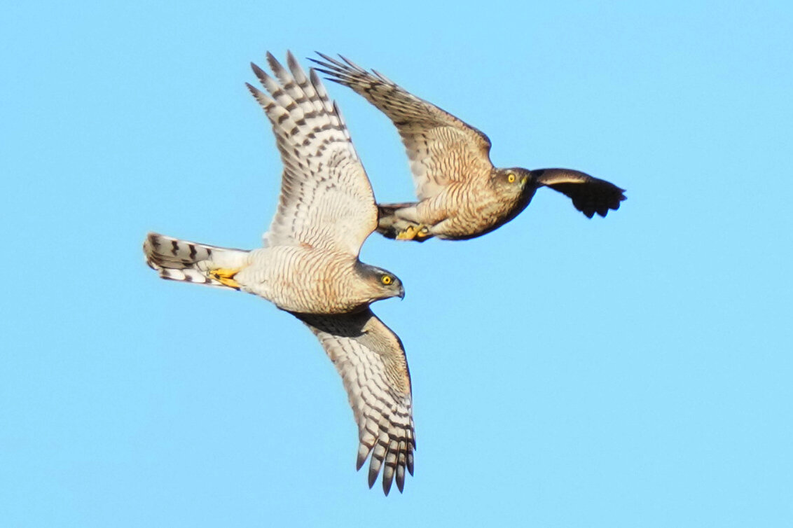 2025年2月11日の野鳥公園 : 東京港野鳥公園 レンジャーブログ