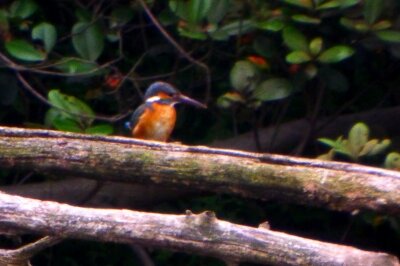 カワセミ_220515_東京港野鳥公園_恩田幸昌_P1450175_trim