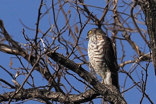 2025年2月16日の野鳥公園 : 東京港野鳥公園 レンジャーブログ