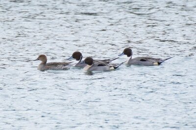 オナガガモ_潮入りの池_191227
