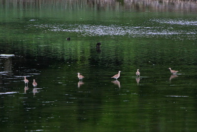 チュウシャクシギ_170514_東京港野鳥公園_恩田撮影_MG_3841_trim