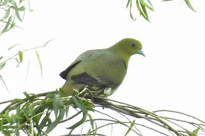 2026年6月7日の野鳥公園 : 東京港野鳥公園 レンジャーブログ