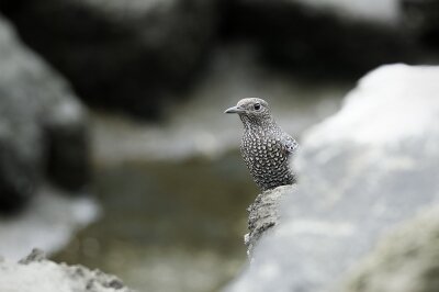 IMG_6499