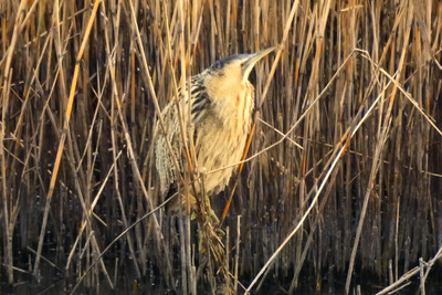 サンカノゴイ_241228_東京港野鳥公園_東淡水池_公財日本野鳥の会_雄賀多撮影.