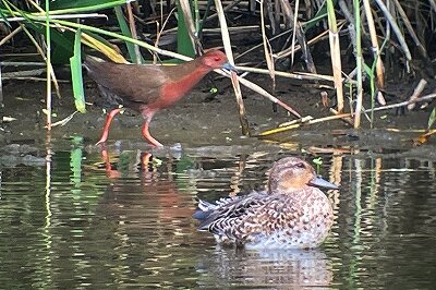 ヒクイナ_シマアジ_230927_東京港野鳥公園_恩田幸昌_IMG_0193_trim