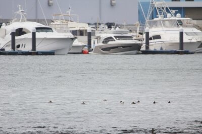 ホシハジロ_240302_東京港野鳥公園_恩田幸昌_IMG_0595_trim