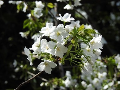 DSCN5857