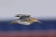 タシギ_20200322_潮入りの池