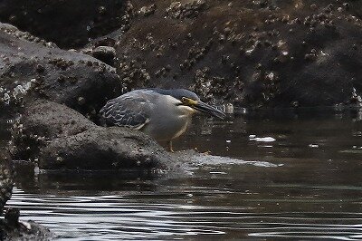 笹五位IMG_3662鳥