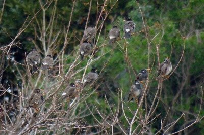 190310_ムクドリ_東淡水池_青木撮影