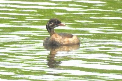 2025年7月6日の野鳥公園 : 東京港野鳥公園 レンジャーブログ