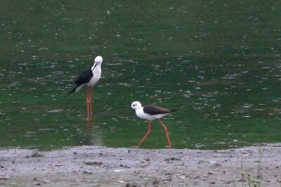 セイタカシギ_210519_東京港野鳥公園_恩田幸昌_MG_6982_trim