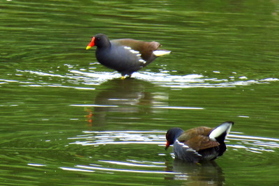バン_170509_東京港野鳥公園_古沢撮影_IMG_0038_trim