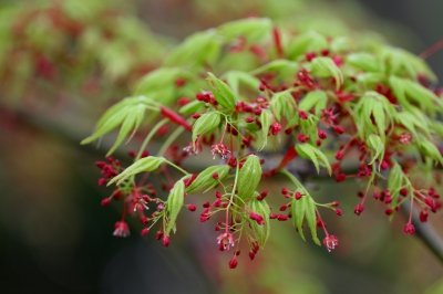イロハモミジ_190329_東京港野鳥公園_恩田撮影_MG_2488
