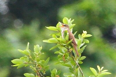 オオヨシキリ_230530_東京港野鳥公園_恩田幸昌_MG_1249_trim
