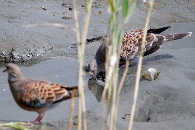 キジバト_230829_東京港野鳥公園_恩田幸昌_MG_6282_trim