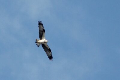 ミサゴ_240301_東京港野鳥公園_恩田幸昌_IMG_0556_trim