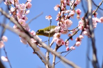 190309_メジロ_自然生態園_青木撮影