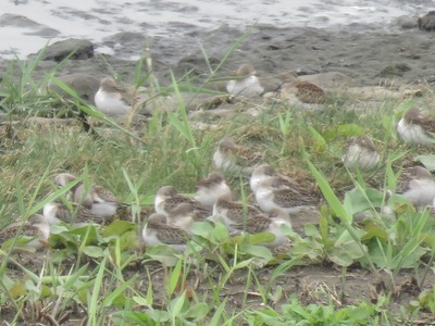 180929_潮入り_トウネン (2)