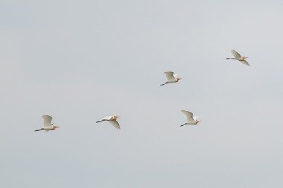2025年5月24日の野鳥公園 : 東京港野鳥公園 レンジャーブログ