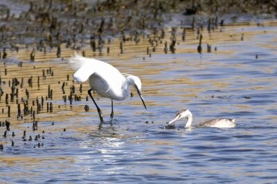 コサギ・カンムリカイツブリ_20200321_潮入りの池