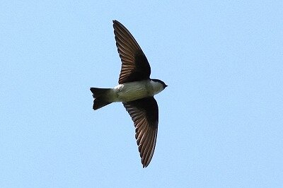 2025年6月18日の野鳥公園 : 東京港野鳥公園 レンジャーブログ