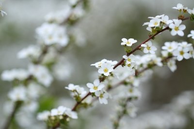 ユキヤナギ_190329_東京港野鳥公園_恩田撮影_MG_2524_trim