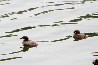 カイツブリ_190602_東京港野鳥公園_恩田撮影_MG_3070_trim