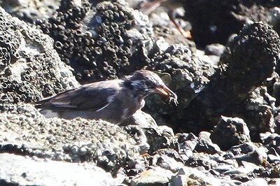 ムクドリ_230913_東京港野鳥公園_恩田幸昌_MG_7044_trim
