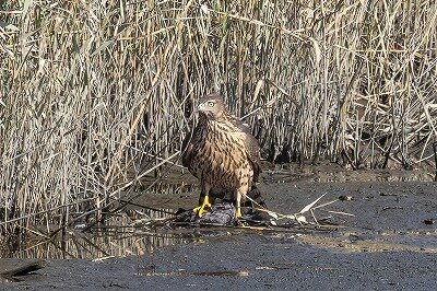 オオタカ幼鳥オオバン