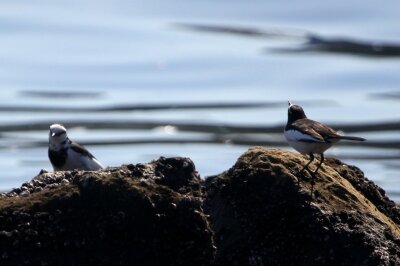 セグロセキレイ_240214_東京港野鳥公園_恩田幸昌_IMG_0277_trim