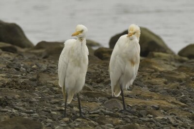 アマサギ_20200925_東京港野鳥公園_レンジャー撮影