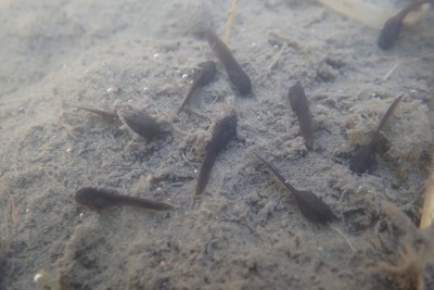 otamazyakausi