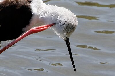 セイタカシギ_230831_東京港野鳥公園_恩田幸昌_MG_6569_trim