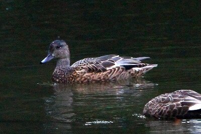 ヨシガモ_231028_東京港野鳥公園_恩田幸昌_MG_9539_trim