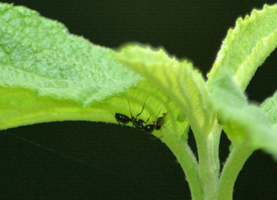 hpアリとアブラムシー170514ーイソシギ橋(1)