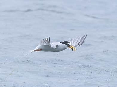 コアジサシ_220527_東京港野鳥公園_前浜_公財日本野鳥の会_岡本撮影(22)