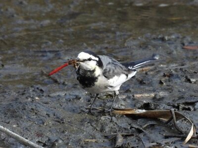 2025年11月19日の野鳥公園 : 東京港野鳥公園 レンジャーブログ