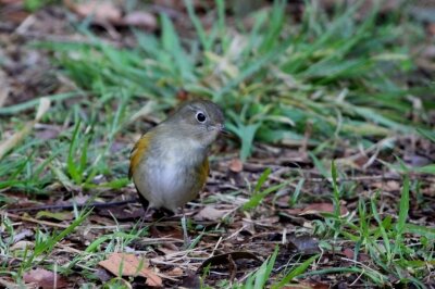 ルリビタキ_240224_東京港野鳥公園_恩田幸昌_IMG_0376_trim