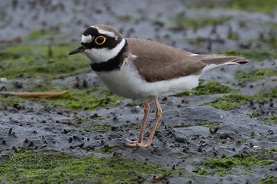 小千鳥IMG_0129鳥