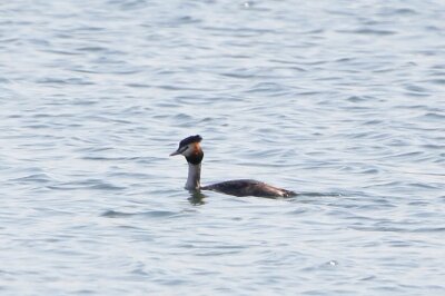 カンムリカイツブリ_240316_東京港野鳥公園_恩田幸昌_IMG_0951_trim