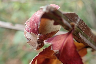 20171224ジョロウグモ卵のう