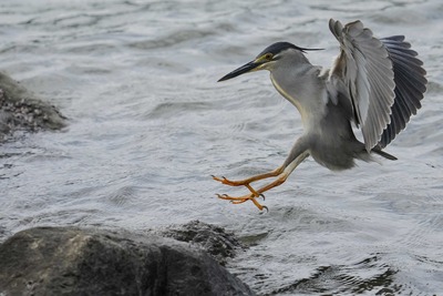 ササゴイ_240529_東京港野鳥公園_前浜干潟観察デッキ_公財日本野鳥の会_レンジャー青木撮影