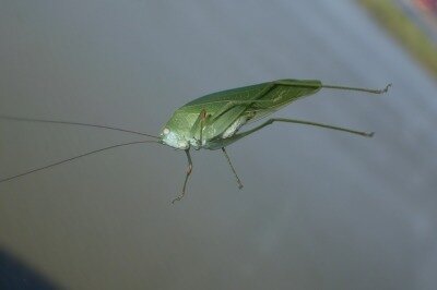 姫管巻擬P9170918鳥