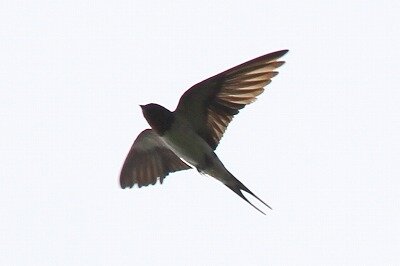 ツバメ_飛翔_200810_東京港野鳥公園_レンジャー撮影